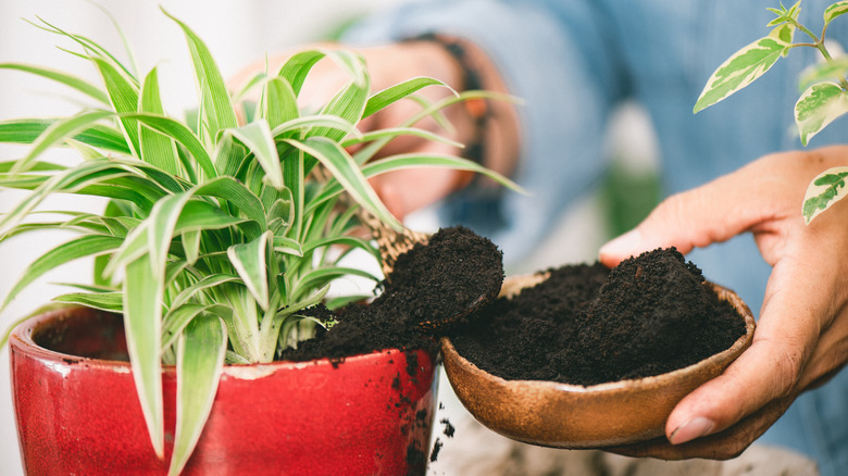 adding composted coffee grounds to spider plant