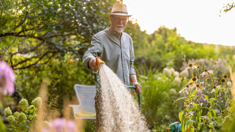 An older man uses a garden hose to water a flowerbed