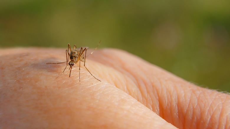 Closeup on mosquito about to bite a person