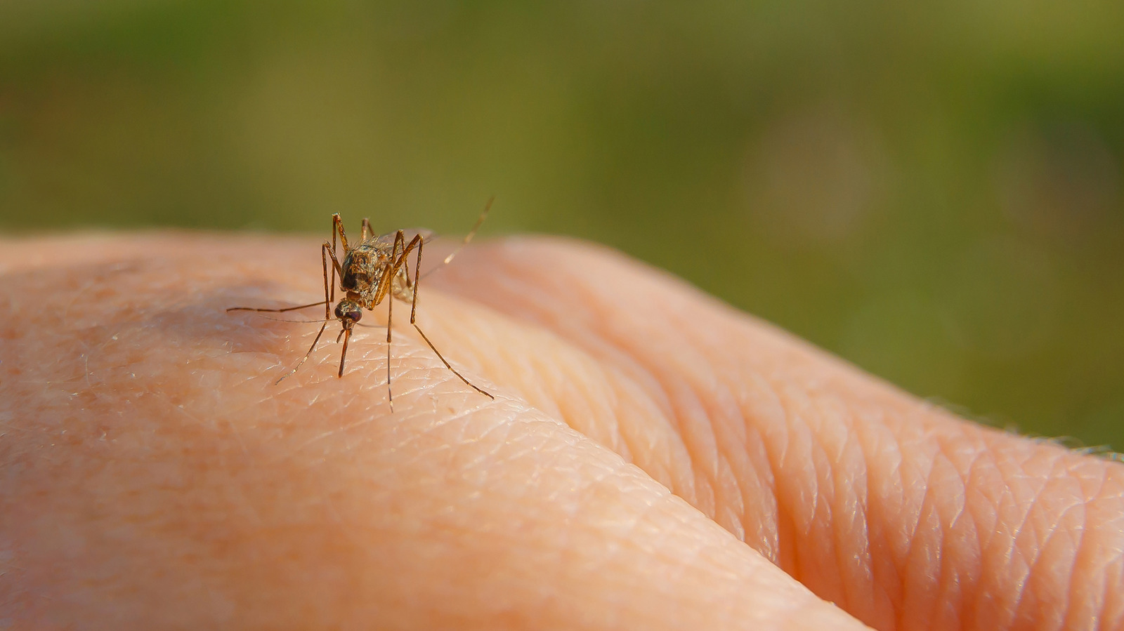 There's An Overlooked Plant That'll Help Keep Mosquitoes Out Of Your Yard