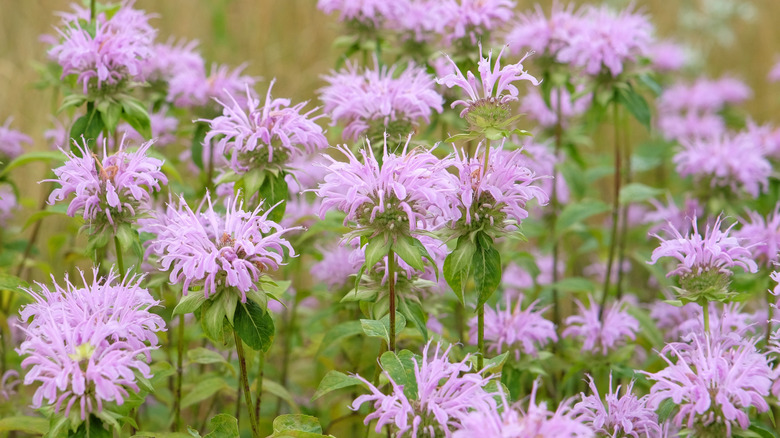 A patch of wild bergamot, also known as bee balm, with purple flowers