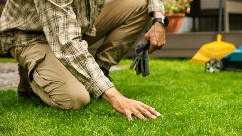 Man kneeling and examining green grass and soil in backyard