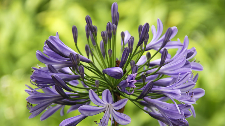 An agapanthus plant outside