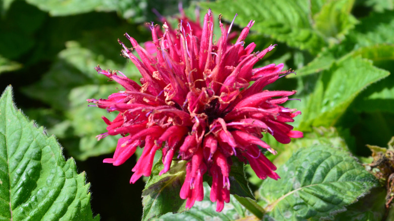 A bee balm flower by some leaves