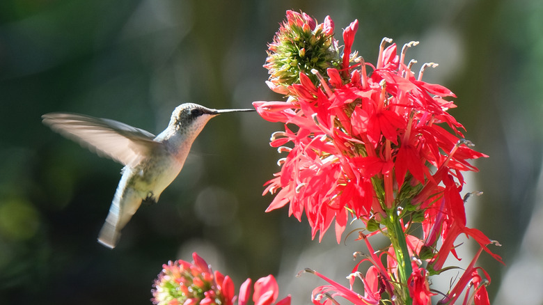 A hummingbird next to a cardinal flower