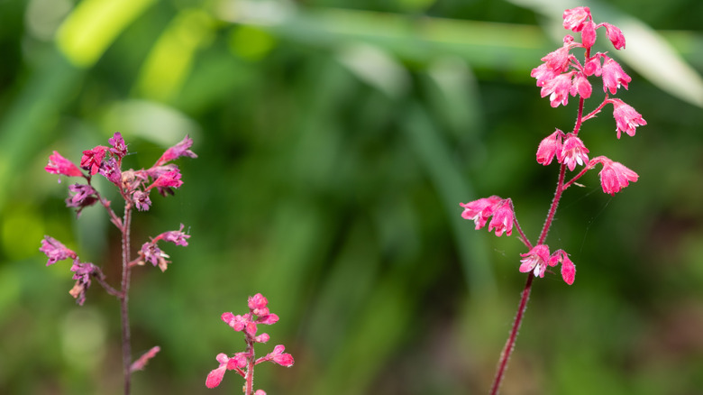 Coral bells growing beside each other