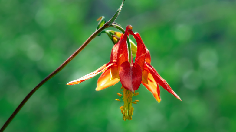 A red columbine drooping from a branch