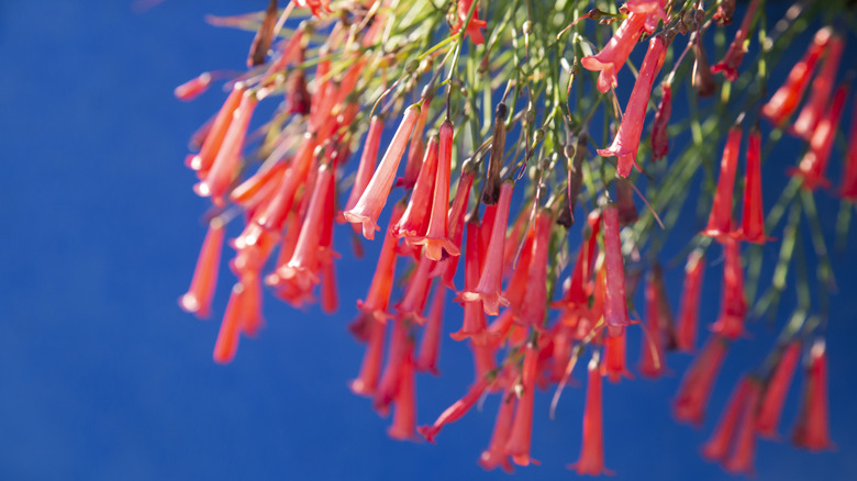A cluster of firecracker plant blooms