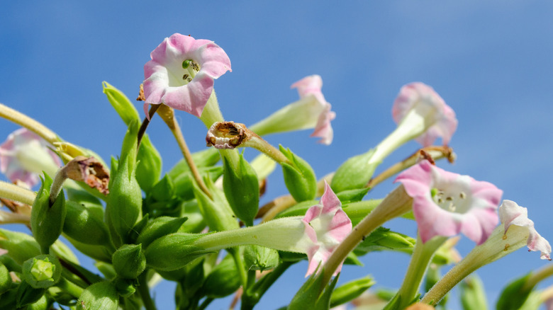 A group of flowering tobacco blooms