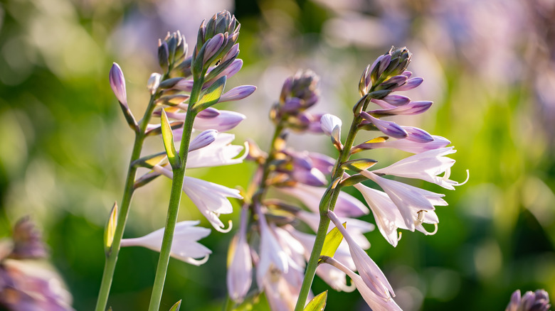 A few hosta flowers growing together outside