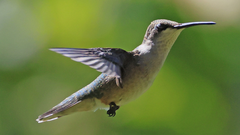 A hummingbird in flight with its wings spread