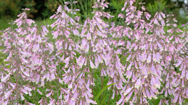 A large group of pink penstemon flowers