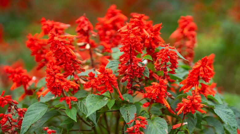 Red salvia flowers clustered together