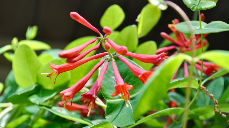 A trumpet honeysuckle near some leaves