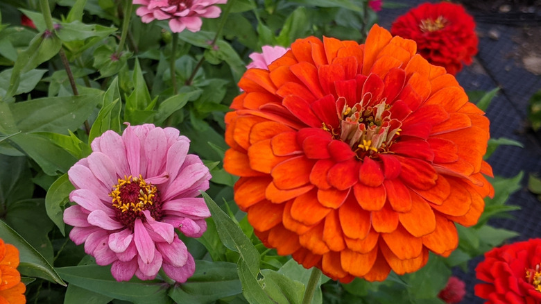 A small group of zinnia flowers