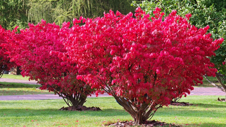 Burning bush shrubs with bright red leaves