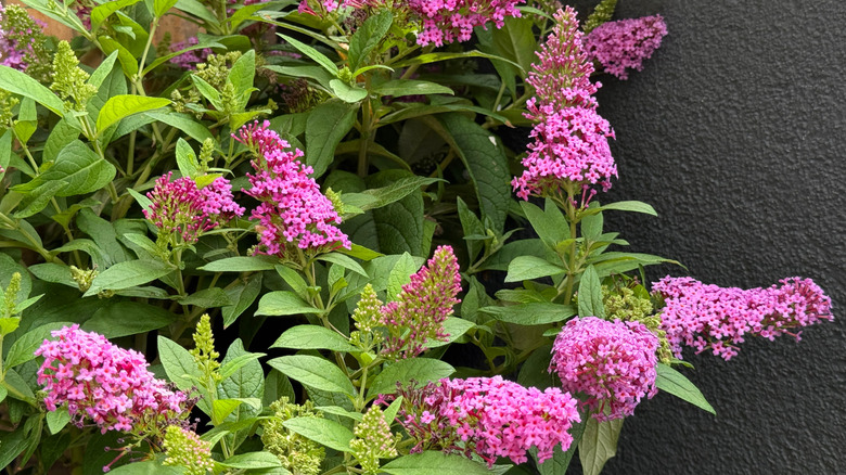 Butterfly bush with pink flowers