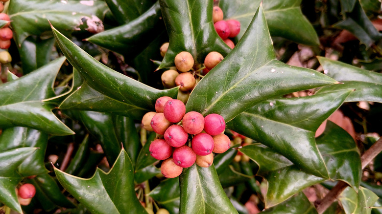 Chinese holly with red berries
