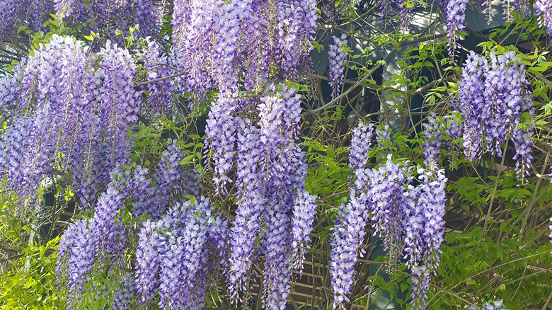 Chinese wisteria flowers