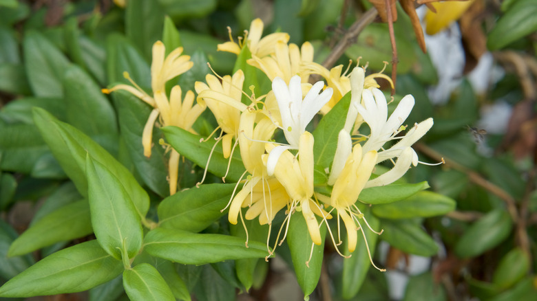 Japanese honeysuckle flowers