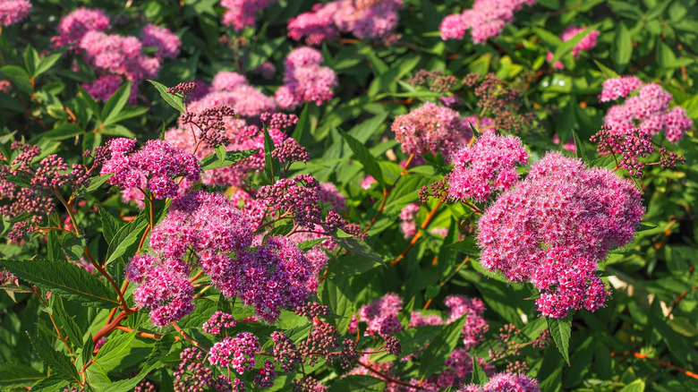 Pink Japanese meadowsweet flowers