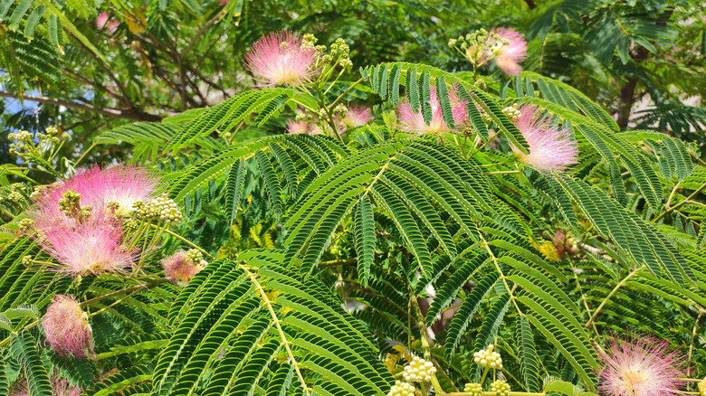 Mimosa tree with pink flowers