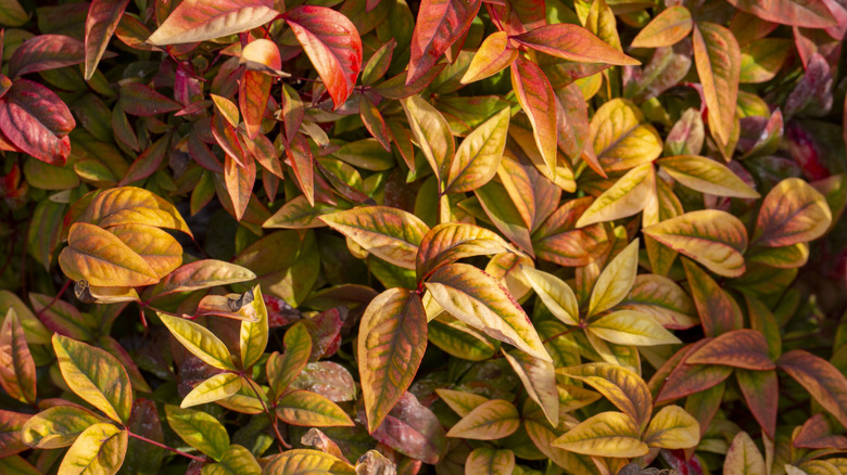 Nandina in fall with red-gold leaves