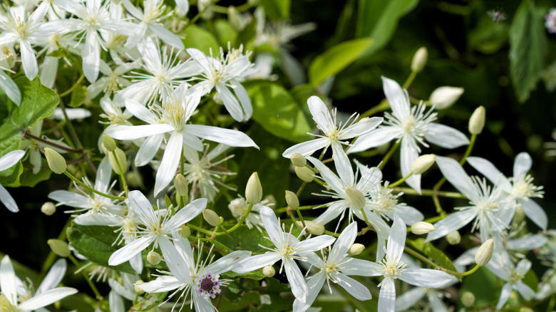 Sweet autumn clematis flowers