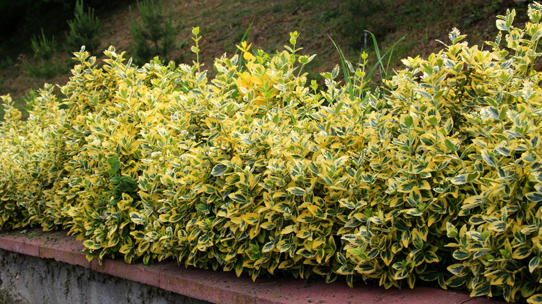 Yellow and green winter creeper shrubs