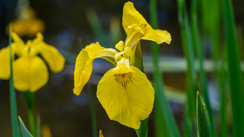Yellow flag iris flowers