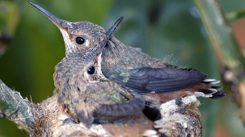 Two baby hummingbirds nesting