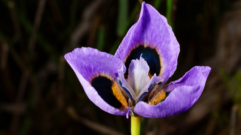 Flower of Peacock Moraea (Moraea villosa), a Cape tulip in its natural habitat