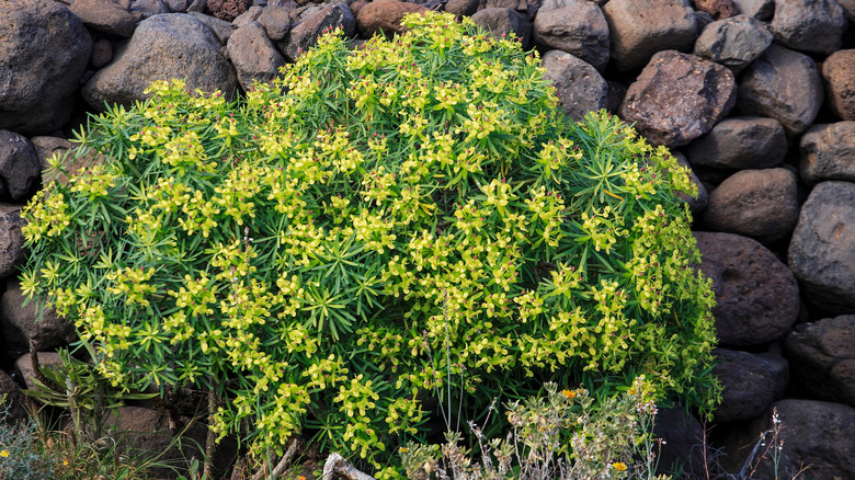 Yellow flowers of the carnation spurge