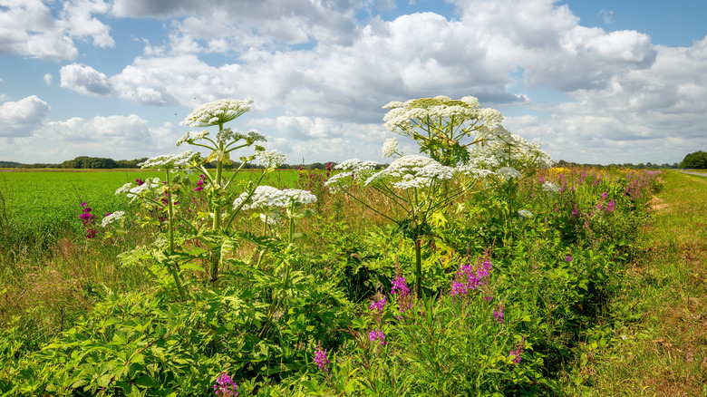 Giant Hogweed, Heracleum mantegazzianum