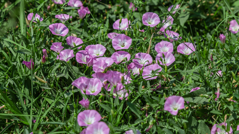 Wild morning glory (Convolvulus arvensis) growing wild in a field