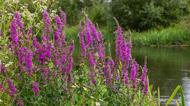 Purple loosestrife growing alongside a waterway