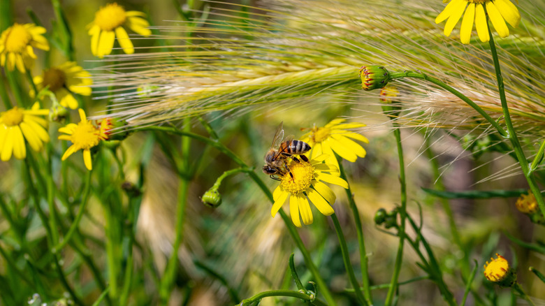 A bee on a South African ragwort flower.