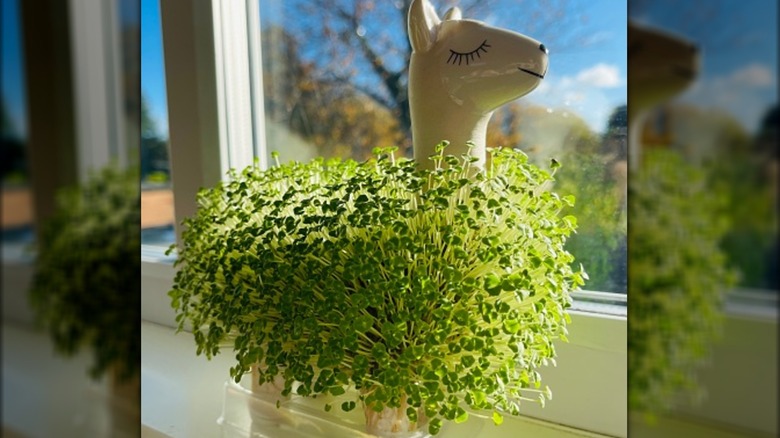 A chia pet planter on a windowsill
