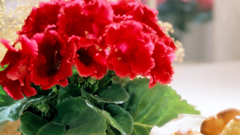 Gloxinia Flower plant