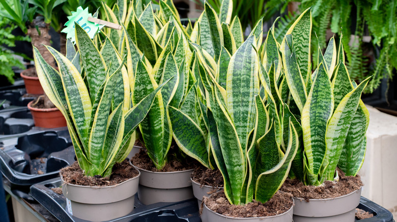 Collection of large snake plants