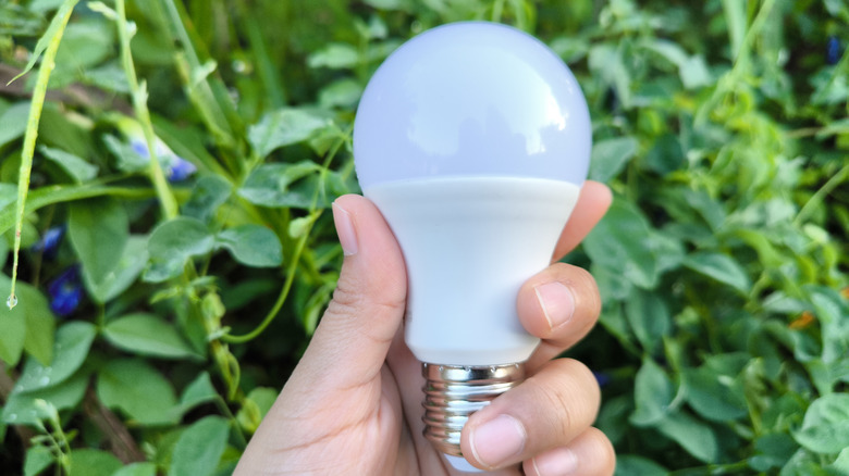 Hand holding a lightbulb in front of green foliage