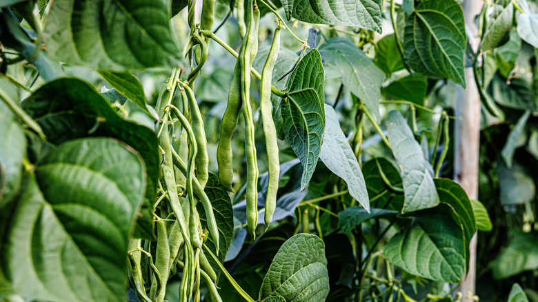 Green pole beans on trellis
