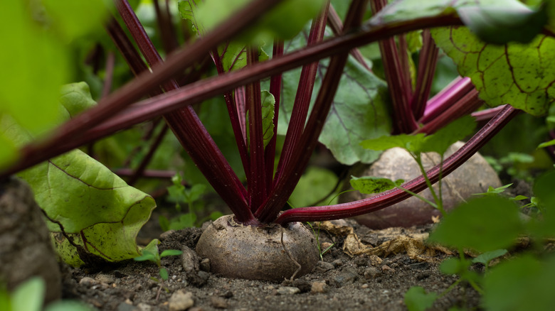 Healthy beet root growing in soil