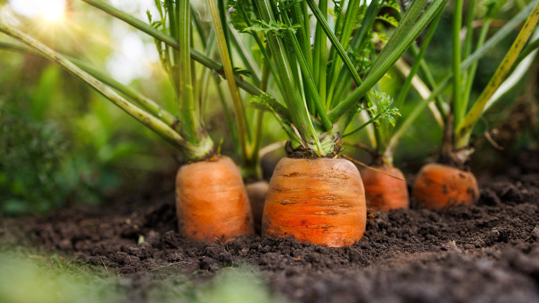 Healthy carrots in garden soil