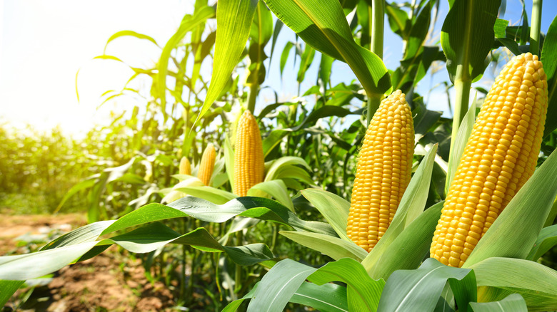 Corn growing in a field
