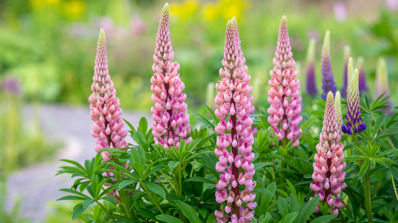 Beautiful pink and purple lupine flowers