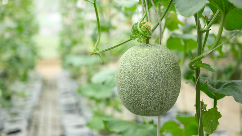 Melon fruit hanging in a greenhouse setting