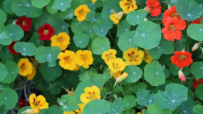 Yellow and red nasturtium flowers