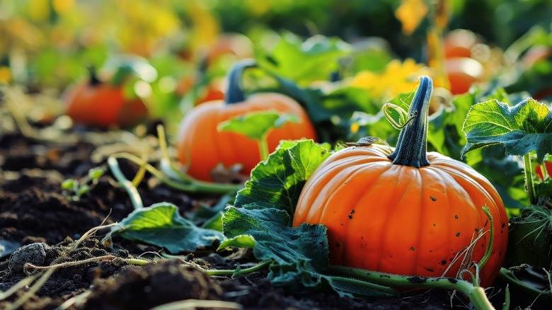 Large orange pumpkins in garden