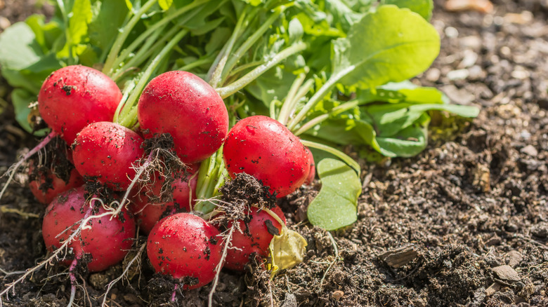 Radish bulbs with visible taproots